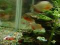 my piranha tank