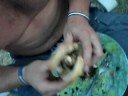a double pilchard braithweight a double pilchard braithweight