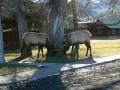 videos de YellowStone Deer
