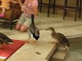 orlando-peabody-hotel-ducks.html