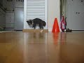 KitCat chasing her tail KitCat chasing her tail