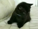 The Best Cat Videos Ever The Best Cat Videos Ever