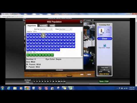 Drosophila Genetics