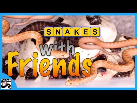 YouTube reptile video