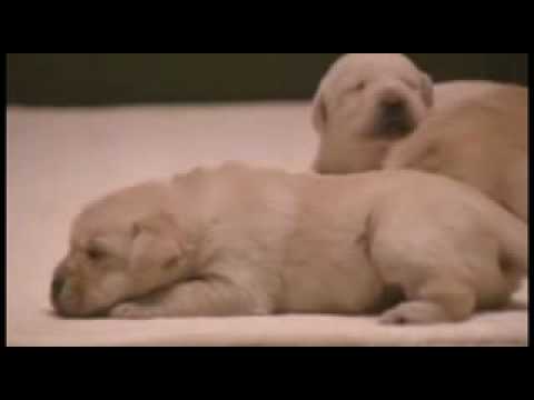 Quill ~ Guide Dog