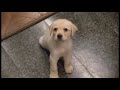 Quill ~ Guide Dog Quill ~ Guide Dog