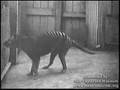 Wilk workowaty (Thylacine)