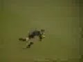 Arbitro imbranato Arbitro imbranato