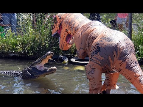 Man Dressed As T-Rex Teases 500LB Alligator
