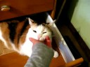 My sweet kitty