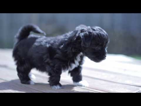 Kova- AKC Havanese Puppy