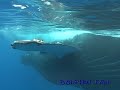 ルルツ島ザトウクジラ　rurutu Is． humpback whale　No．4