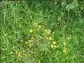 Flowerstune