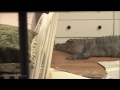 Jackass: The Movie (6/10) Movie CLIP - April's Alligator (2002) HD