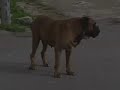 Cane da combattimento abbandonato tra i rifiuti