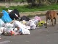 Cane da combattimento abbandonato tra i rifiuti