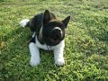 Akita Puppy and Black Lab Playing