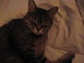 My cat is tired