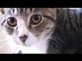 PENNINE PET RESCUE