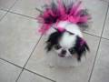 Dancing Ballerina Peeka(Japanese Chin)
