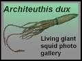 living giant squid gallery  www tonmo com 