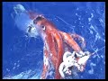 living giant squid gallery  www tonmo com 