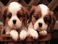 Animales y frases celebres,? La musica de los Dioses Animales y frases celebres,? La musica de los Dioses
