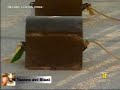 Oria, Torneo dei rioni 2008: le gare in diretta [p.09/13]