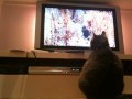 Cat watching birds on TV