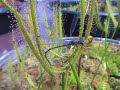 Forked Sundew catches Blue Damselfly