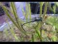 Forked Sundew catches Blue Damselfly