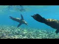 Click here to watch this video Diego's Dream - Isla Espiratu Santo