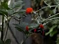 Heliconius charitonius 1