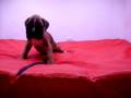 videos de Boxer Macho COV REF: 158