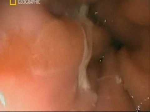 Documental - La increible maquina humana - Parte 5 de 10
