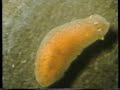 Gli Invertebrati (parte 1/2)
