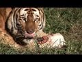I WANT PIZZA! (Boxes) Tiger Edition