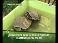 Tortugas Part.4