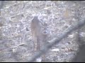 deer fever intro