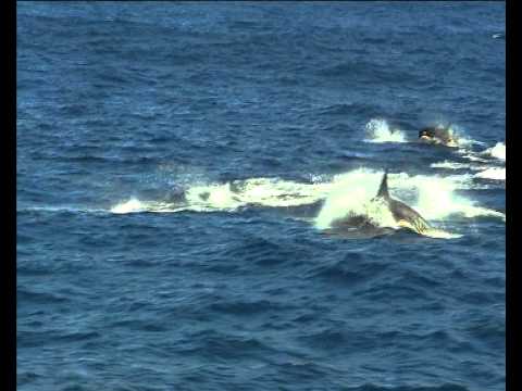Animal Communication -