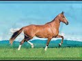 Mangalarga Marchador