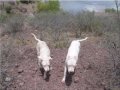 dogo-day.html