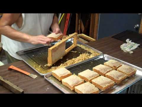 how to harvest honey from bees