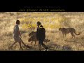 Released CCF Cheetahs Tracked by GSM Collars