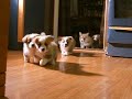 5 little welsh corgi pembroke puppies 5 little welsh corgi pembroke puppies