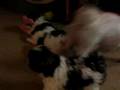 Shih Tzu video