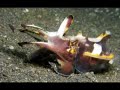 Dive Trip @ NAD Lembeh