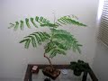bonsai flamboyant 02