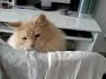 Crazy Maine Coon
