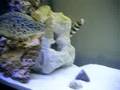 Green Pufferfish 2 (Tetraodon fluviatilis)